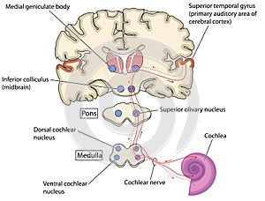 Nerve pathways from the ear to the brain