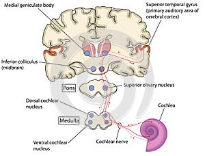 Nerve pathways from the ear to the brain photo