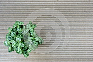 Nerve plant on corrugated paper background