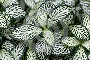 Nerve plant, Fittonia albivenis