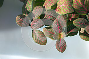 Nerve-plant fittonia albivenis with red veins