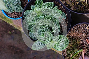 The nerve plant or Fittonia argyroneura in the backyard