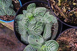 The nerve plant or Fittonia argyroneura in the backyard
