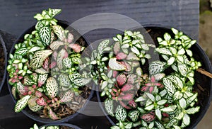 Nerve plant, Fittonia, argyroneura, an ornamental plant