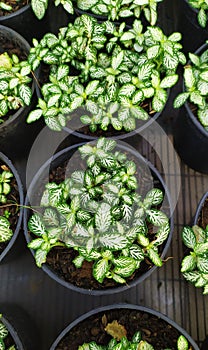 Nerve plant, Fittonia, argyroneura, an ornamental plant