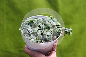 The nerve plant or Fittonia argyroneura on white pot with blurred green background in the backyard.