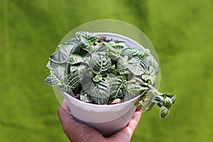 The nerve plant or Fittonia argyroneura on white pot with blurred green background in the backyard. Gardening, plant care, and