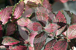 Nerve-plant fittonia with red veins