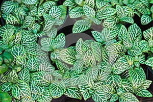 Nerve plant or Fittonia verschaffeltii