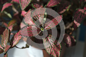 Nerve-plant fittonia verschaffeltii close up