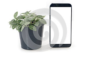 Nerve plant on flowerpot and blank screen of smartphone, tablet, cell phone on isolated white background.