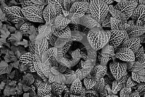 Nerve plant leaf background