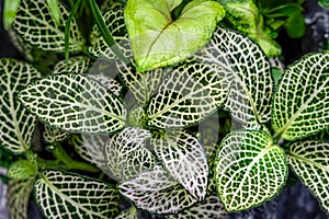 Nerve plant leaves also known as Fittonia verschaffeltii.