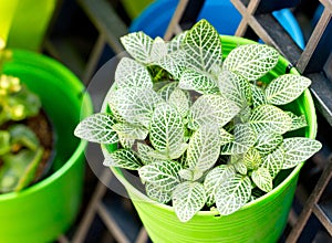 Nerve Plant Or Mosaic Plant In Bright Green Pot.