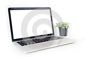 Nerve plant on pot and front of notebook screen on isolated whit