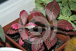 Nerve-plant with red veins growing on window sill