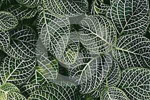 Nerve plant, Scientific name: Fittonia verschaffeltii Lem.,