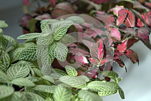 Nerve-plants fittonia albivenis growing on window sill