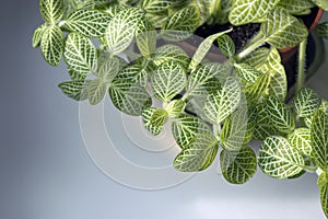 Nerve-plants fittonia albivenis with white veins