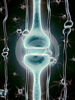 A nerve receptor