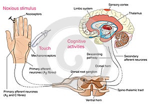 Nerve response to pain and touch