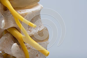 Nerve root exiting spine foramen in spine model