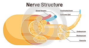 Nerve structure. Human nervous system connective tissue. Labeled scheme