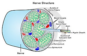 Nerve Structure Scheme Infographic Diagram