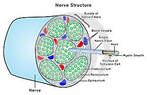 Nerve Structure Scheme Infographic Diagram photo