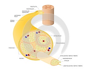 Nerve system anatomy