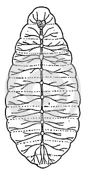 Nerve System of Larva, vintage illustration