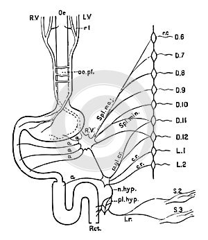 Nerves of the Alimentary Canal, vintage illustration photo