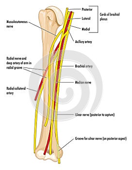 Nerves and arteries of the upper arm