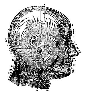 Nerves of the Face and Scalp, vintage illustration