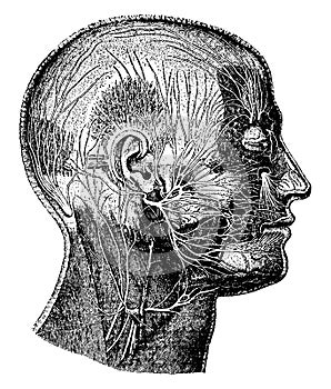 Nerves of the Face, vintage illustration