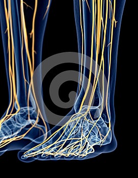 The nerves of the foot