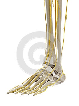 The nerves of the foot
