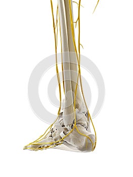 The nerves of the foot