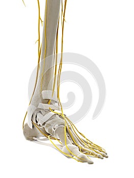 The nerves of the foot