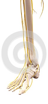 The nerves of the foot