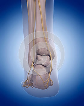 Nerves of the foot
