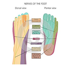 Nerves of the foot
