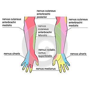 Nerves of the hand.