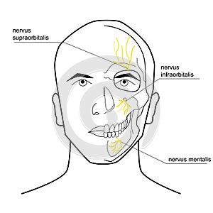 Nerves of the head.