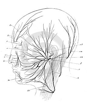 The nerves of human head in the old book the Human Anatomy Basics, by A. Pansha, 1887, St. Petersburg