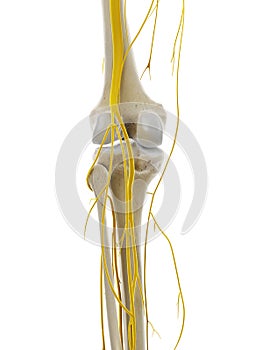 the nerves of the knee