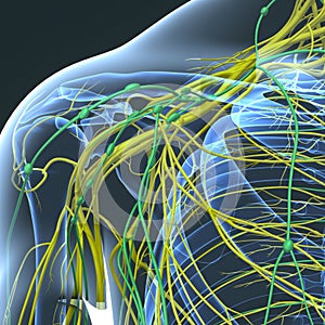 Nerves and Lymph nodes at Shoulder Blade