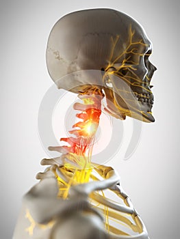 The nerves of the neck