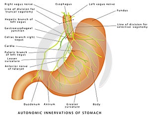 Nerves of stomach