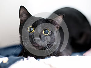 A nervous black shorthair cat with dilated pupils